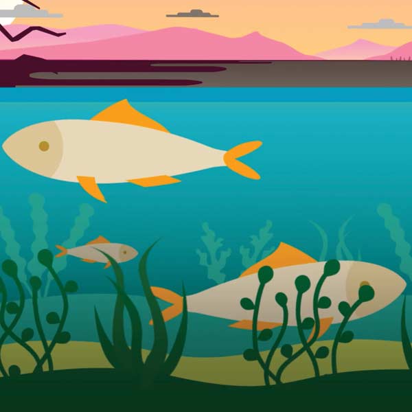 darlow lloyd and sons waste recycling animation fish in river image